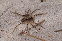 Arctosa_ZZ613_D7951_Z_89_North Stradbroke island_Australie
